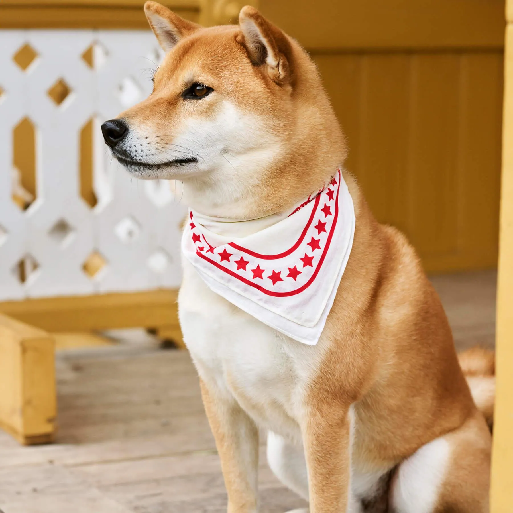 HAY Dog Scarf
