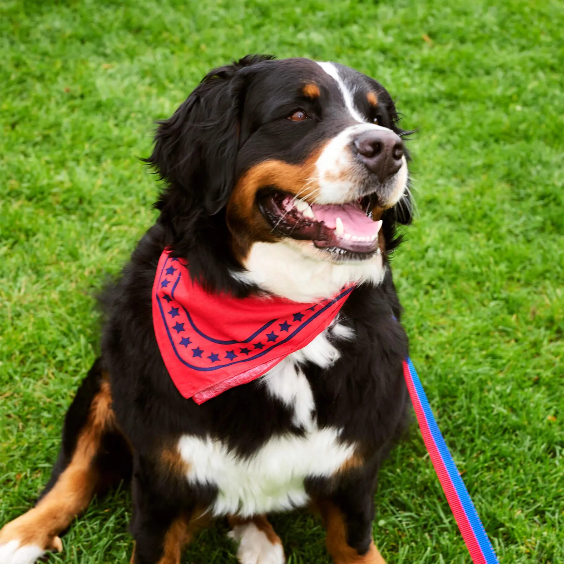 HAY Dog Scarf